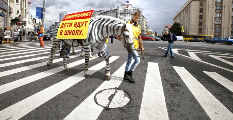 зебра идет по зебре